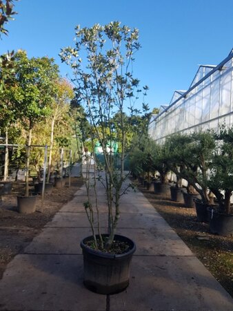 Quercus ilex 250-300 cm cont. 150L meerstammig - afbeelding 2