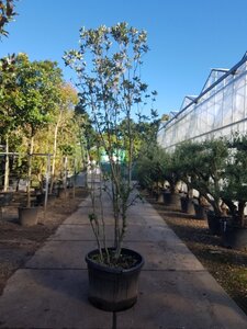 Quercus ilex 250-300 cm cont. 150L meerstammig - afbeelding 2