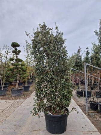 Quercus ilex 250-300 cm cont. 150L meerstammig - afbeelding 4