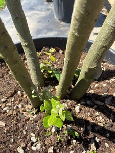 Quercus ilex 250-300 cm cont. 90L meerstammig