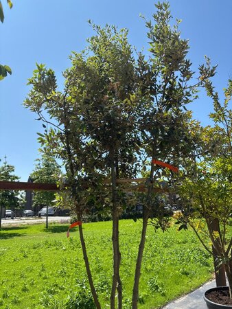 Quercus ilex 250-300 cm cont. 90L multi-stem - image 2