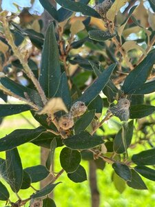 Quercus ilex 250-300 cm cont. 90L multi-stem - image 3