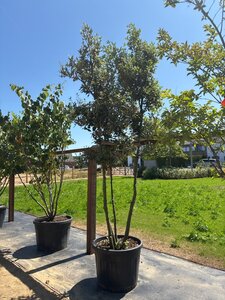 Quercus ilex 250-300 cm cont. 90L multi-stem - image 7