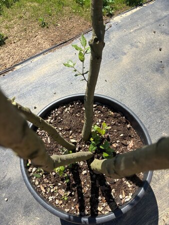 Quercus ilex 250-300 cm cont. 90L multi-stem - image 8