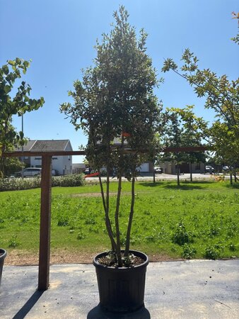 Quercus ilex 250-300 cm cont. 90L multi-stem - image 4