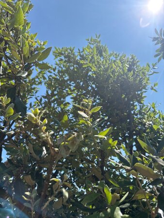 Quercus ilex 250-300 cm cont. 90L multi-stem - image 5