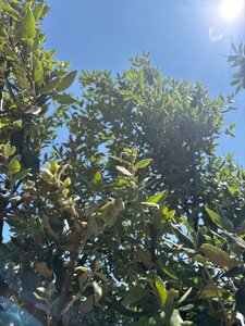 Quercus ilex 250-300 cm cont. 90L multi-stem - image 5