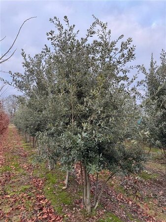 Quercus ilex 250-300 cm draadkluit meerstammig extra - afbeelding 2