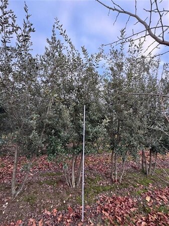 Quercus ilex 250-300 cm WRB multi-stem extra - image 1