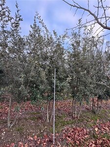 Quercus ilex 250-300 cm WRB multi-stem extra