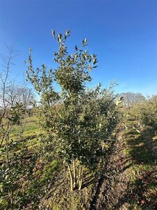 Quercus ilex 250-300 cm WRB multi-stem extra - image 3