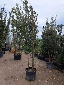 Quercus ilex 300-350 cm cont. 90L meerstammig