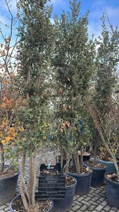Quercus ilex 300-350 cm cont. 90L meerstammig - afbeelding 1