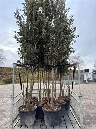 Quercus ilex 300-350 cm cont. 90L meerstammig - afbeelding 2