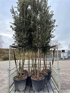 Quercus ilex 300-350 cm cont. 90L meerstammig - afbeelding 2