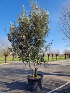 Quercus ilex 400-450 cm container meerstammig - afbeelding 12