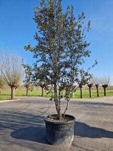 Quercus ilex 400-450 cm container meerstammig - afbeelding 11