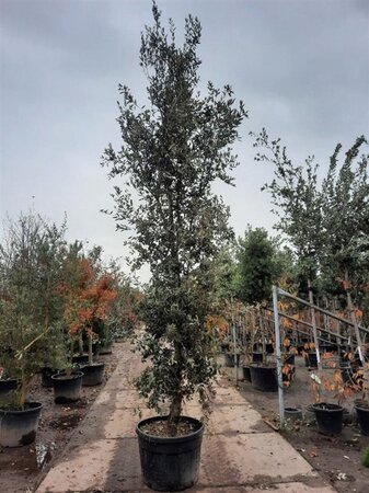 Quercus ilex 400-450 cm container meerstammig - afbeelding 3