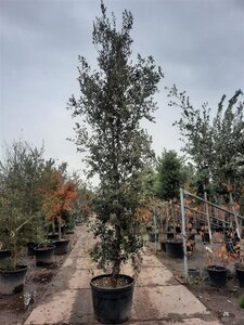 Quercus ilex 400-450 cm container meerstammig - afbeelding 3