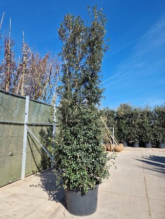 Quercus ilex 400-450 cm container meerstammig - afbeelding 10
