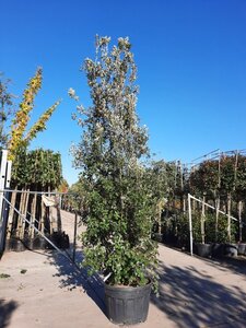Quercus ilex 400-450 cm container meerstammig - afbeelding 9
