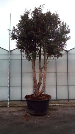 Quercus ilex 400-450 cm container meerstammig - afbeelding 2