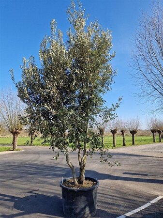 Quercus ilex 400-450 cm container meerstammig - afbeelding 13