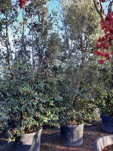 Quercus ilex 400-450 cm container meerstammig - afbeelding 7