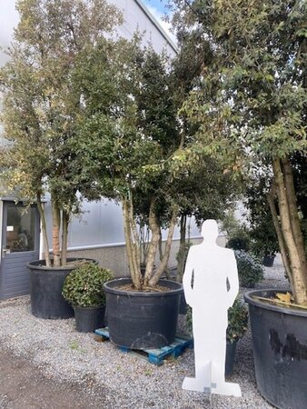 Quercus ilex 400-450 cm container meerstammig - afbeelding 1