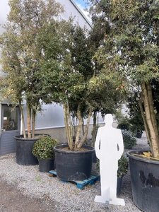 Quercus ilex 400-450 cm container meerstammig