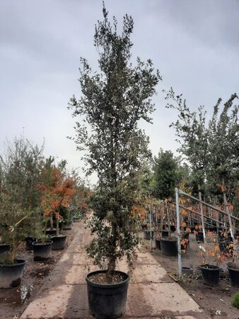 Quercus ilex 400-450 cm container meerstammig - afbeelding 6