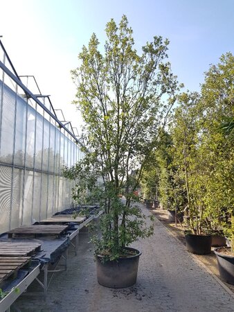 Quercus ilex 400-450 cm container meerstammig - afbeelding 5