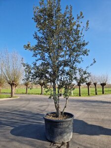 Quercus ilex 400-450 cm container meerstammig - afbeelding 4