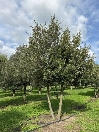 Quercus ilex 400-450 cm draadkluit meerstammig - afbeelding 1