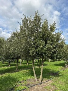 Quercus ilex 400-450 cm draadkluit meerstammig