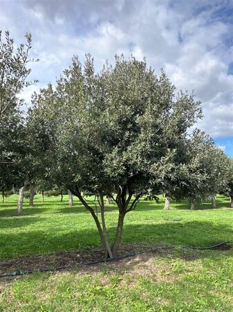 Quercus ilex 400-450 cm draadkluit meerstammig - afbeelding 2