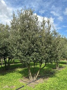 Quercus ilex 400-450 cm draadkluit meerstammig - afbeelding 3