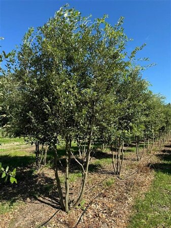 Quercus ilex 450-500 cm WRB multi-stem
