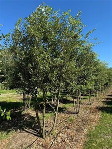 Quercus ilex 450-500 cm WRB multi-stem