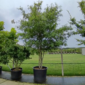 Quercus phellos 350-400 cm container meerstammig