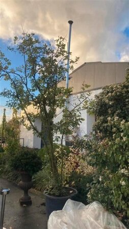 Quercus pubescens 250-300 cm cont. 180L meerstammig - afbeelding 2