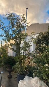 Quercus pubescens 250-300 cm cont. 180L meerstammig - afbeelding 2