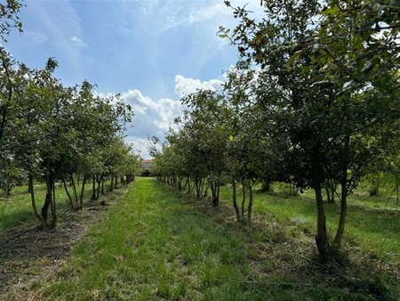 Quercus pubescens 250-300 cm container meerstammig - afbeelding 1