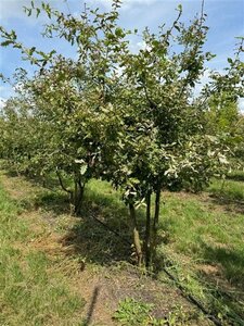 Quercus pubescens 250-300 cm container meerstammig - afbeelding 2