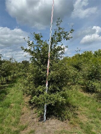 Quercus pubescens 250-300 cm container meerstammig - afbeelding 3