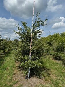 Quercus pubescens 250-300 cm container meerstammig - afbeelding 3