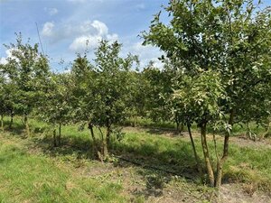 Quercus pubescens 250-300 cm container meerstammig - afbeelding 4