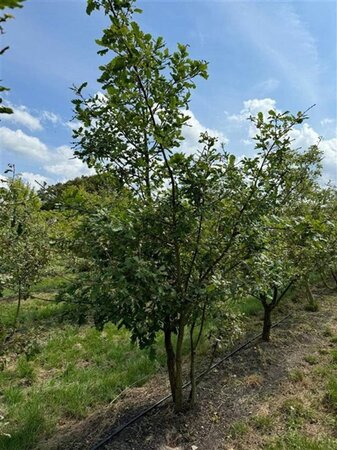 Quercus pubescens 250-300 cm container meerstammig - afbeelding 5