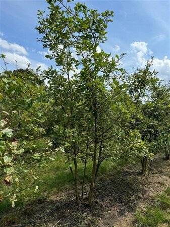 Quercus pubescens 250-300 cm container meerstammig - afbeelding 6