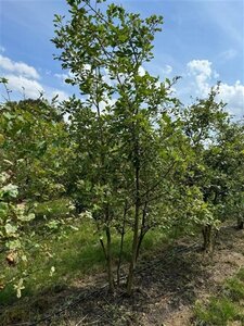 Quercus pubescens 250-300 cm container meerstammig - afbeelding 6